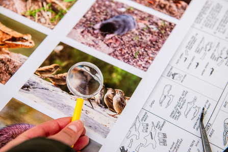A small magnifying glass is held over a piece of paper containing two images of species, with a species identification sheet underneath it.