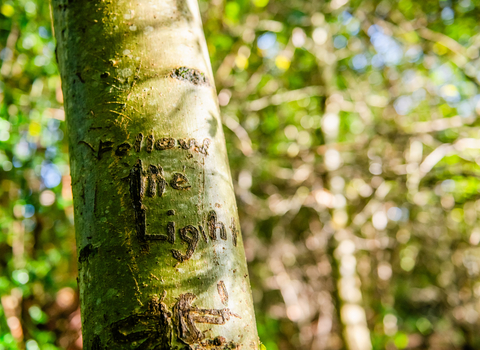 The image is focused on one tree trunk, with many others in the background. It is a sunny day. On the tree trunk, the words 'Follow the light' have been carved.